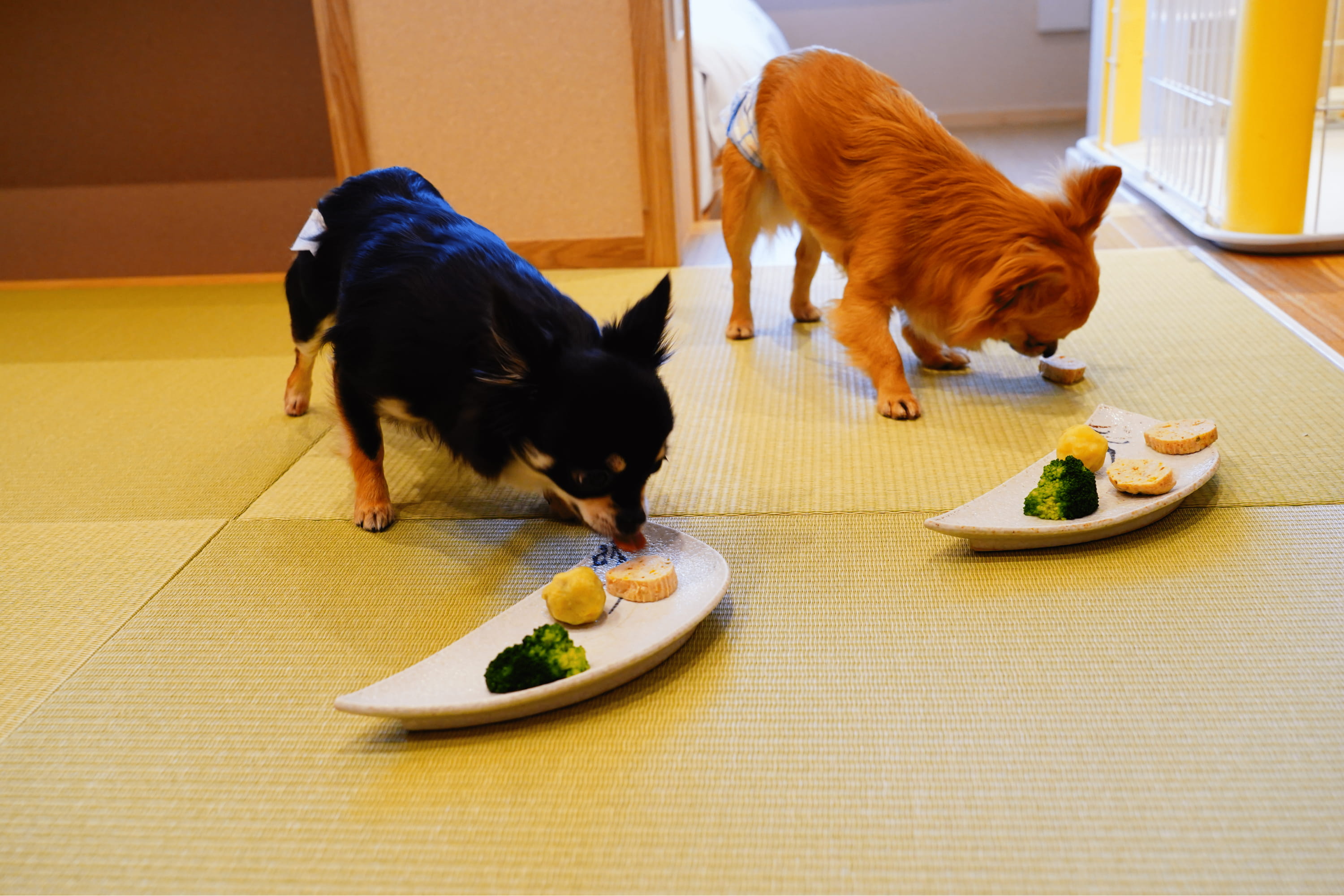 わんちゃん2匹がお料理を食べている