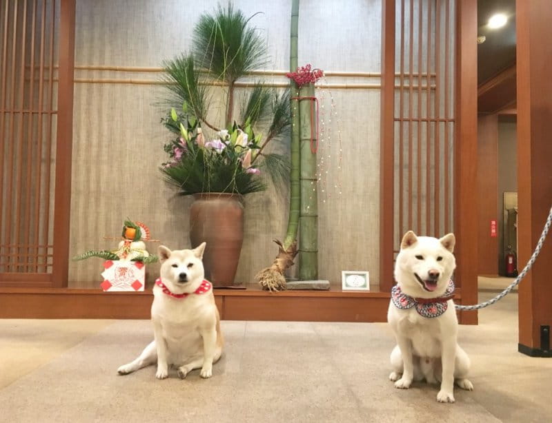 看板犬